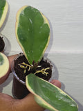 Hoya Obovata Albomarginata top cutting rooted with new growth